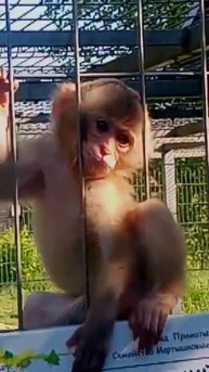 Маленькая обезьянка