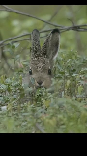 Tiny hare. Зайчонок. #shots #animals #wildlife