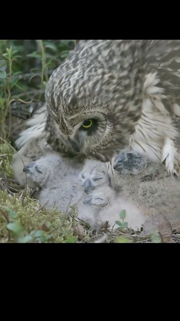 Short-eared owl with chicks. Болотная сова с птенцами #shots #birds #wildlife