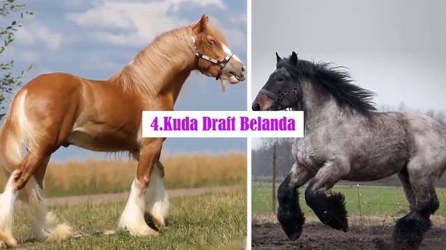 UKURAN MEMANG MENENTUKAN KEKUATAN - 7 KUDA TERKUAT DI DUNIA