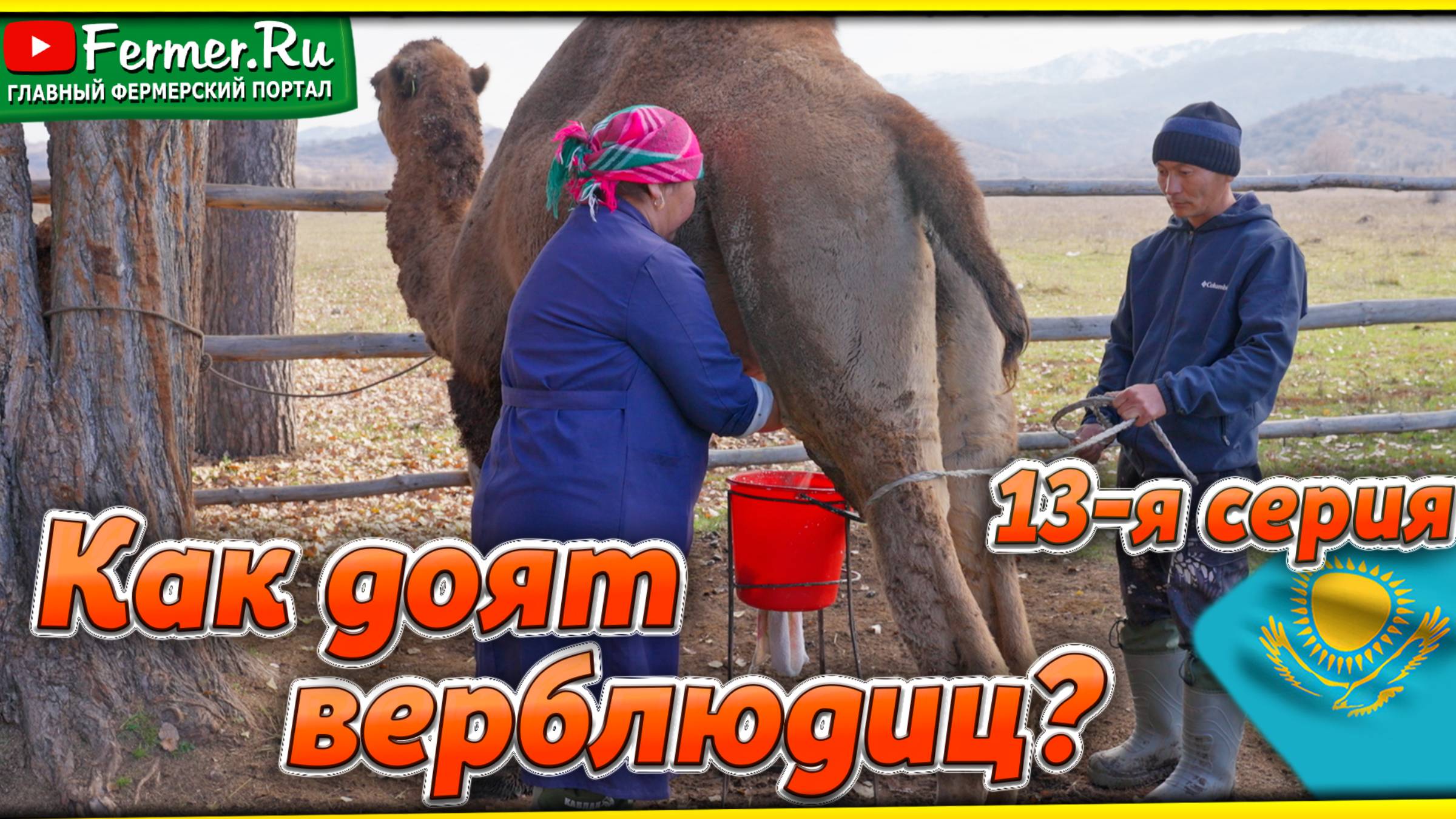 Верблюжье молоко - достояние Казахстана. Какие верблюды дают больше молока? Доение верблюдиц