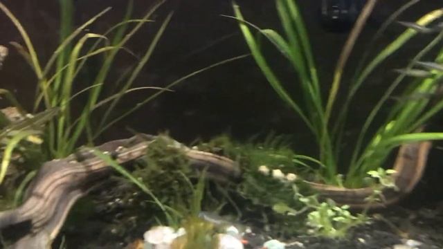 Danios added to shrimp tank