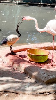 Секрет Розовых фламинго раскрыт в #ЮАР