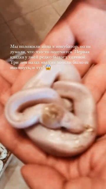 Продолжение и фото счастливых родителей в следующем ролике 😂 #pythoneggs #pythonregius