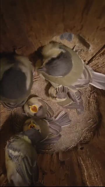 Tit chicks fly out of the nest Hidden camera #shots #birds #nest #wildlife