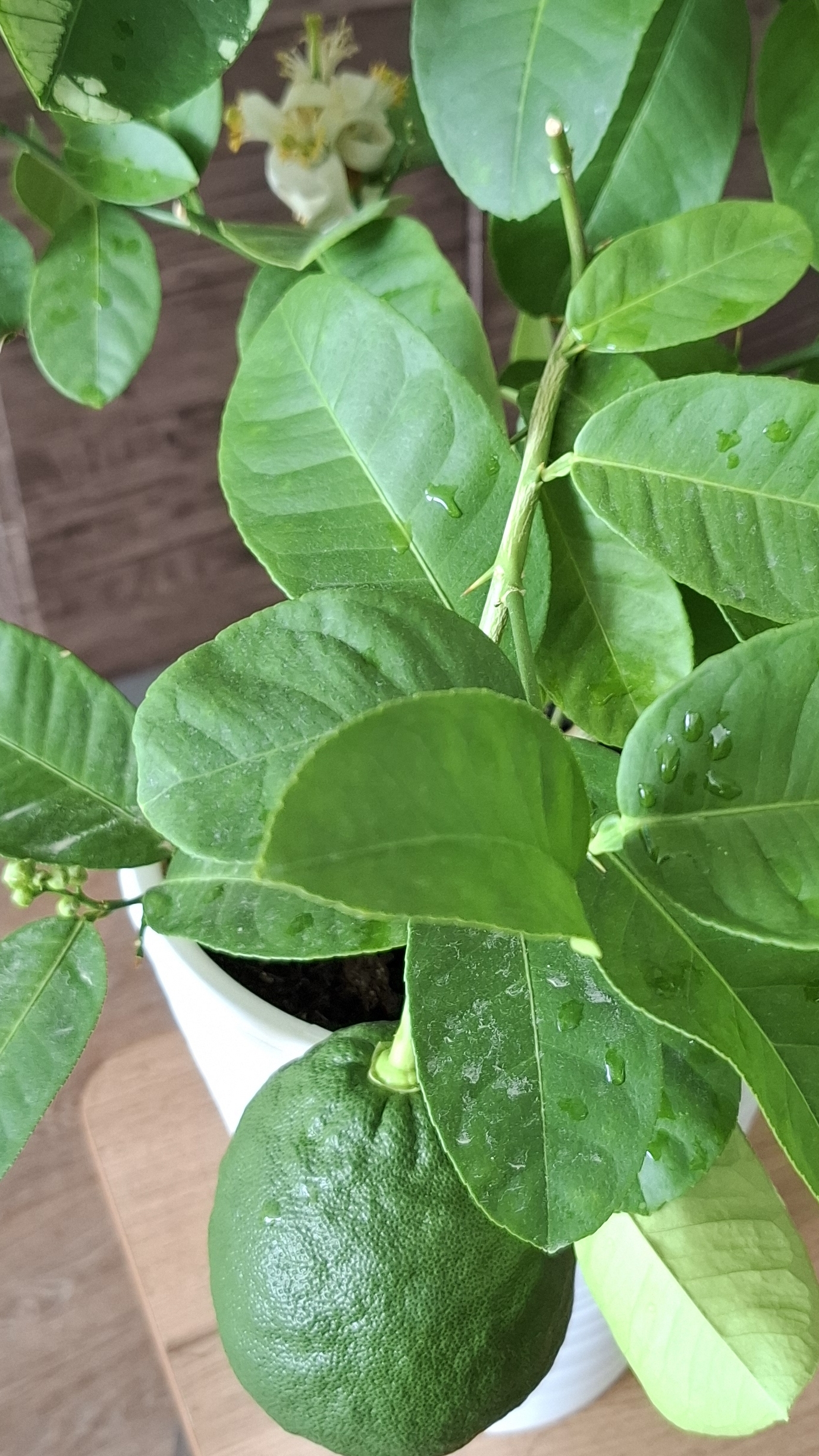 Комнатный 🍋 лимон.