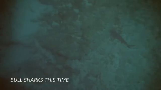 This is Mafia Island Diving!