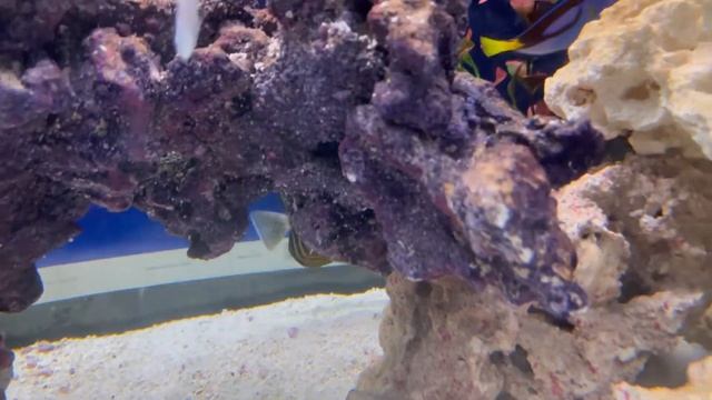 The new Sailfin Tang.