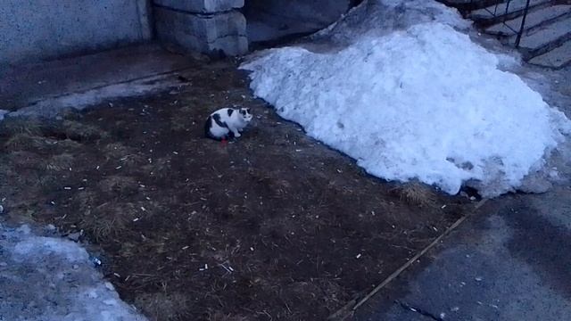 Уличная коша наелась, и даже не доела! ^^