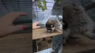 #енотвитя #ямыилюша #помощьбездомнымживотным #raccoon #анапа #море #животные