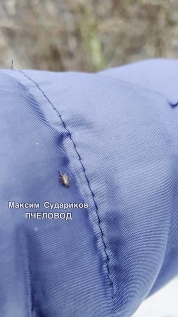 Март на Пасеке: Клещи угрожают Пчеловодам!