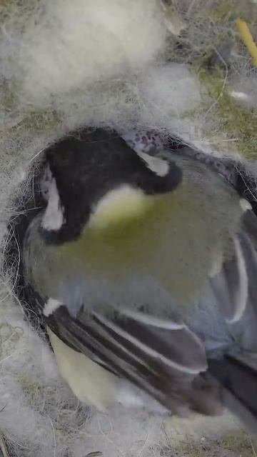 Tit nest Hidden camera inside the hollow. #shots #birds #nest #wildlife