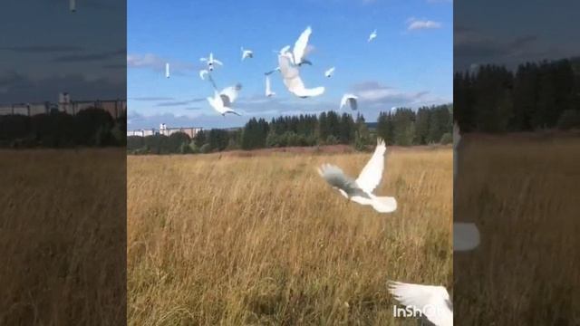 Разное