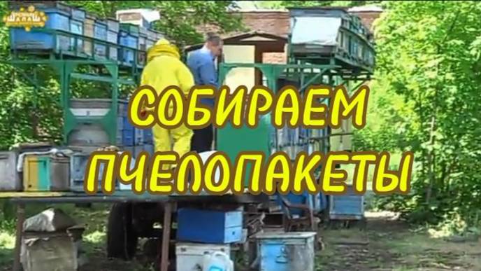 ФОРМИРУЕМ ПЧЕЛОПАКЕТЫ  В ГОСТЯХ НА КУБАНСКОЙ ПАСЕКЕ