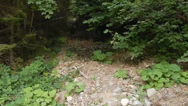 Похід в Карпати. Коростів-г. Перекоп-г. Парашка-Коростів.