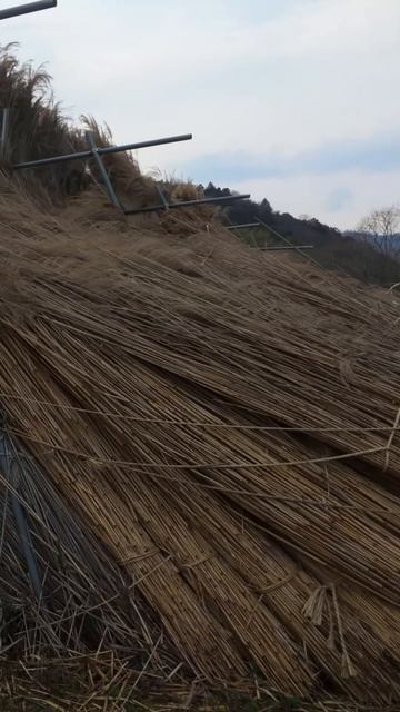 Вечерняя прогулка по сельской деревне, болотам и полям | Омихадзиман, Япония в 4К