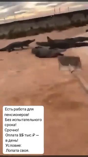 я с крокодилами