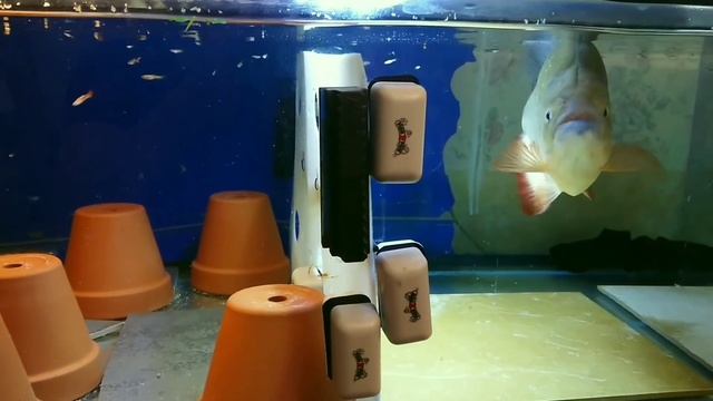 PIRANHA FIGHT !!! THIS IS WHY A BARRIER IS IN MY TANK (monster fish keeping)