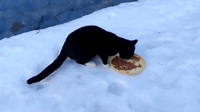 Мой любимый уличный кот Маркиз! ^^