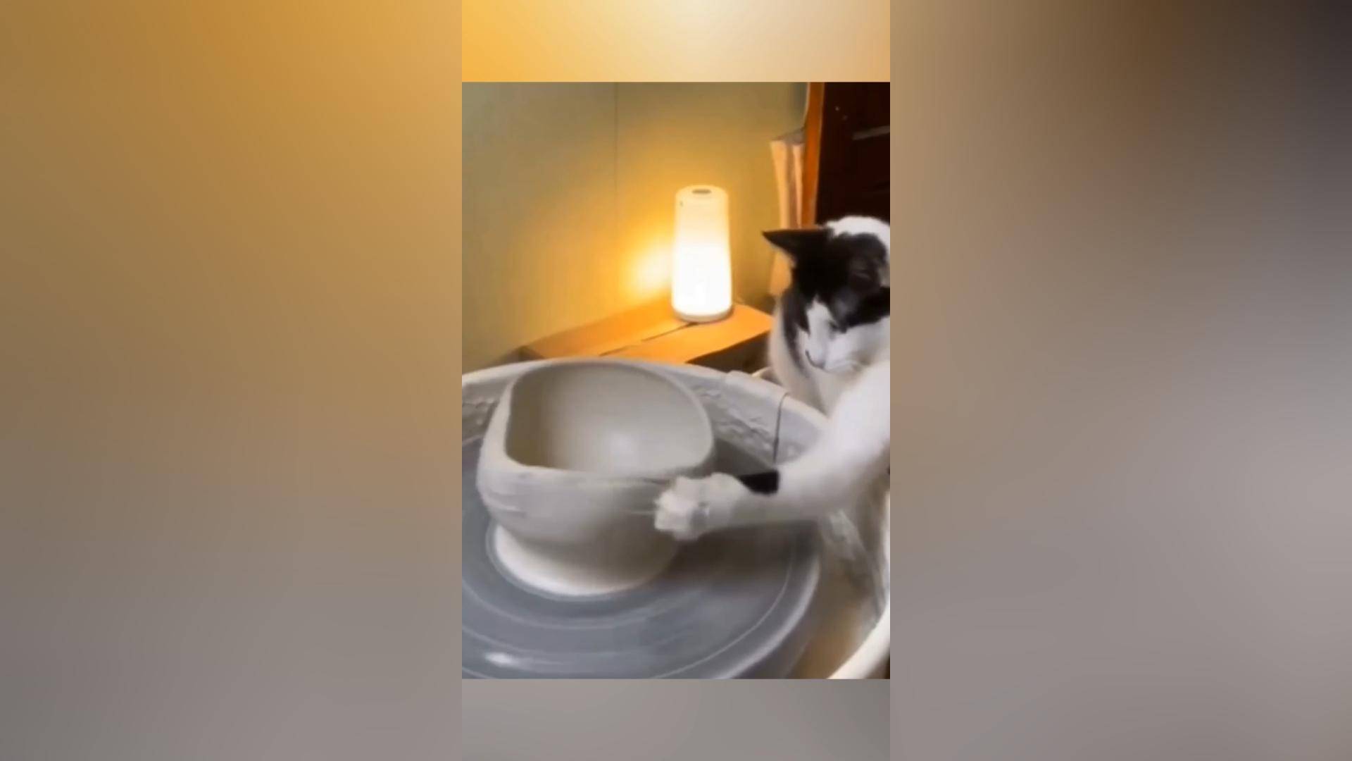 Кошки в поисках приключений: Шалости и сюрпризы!