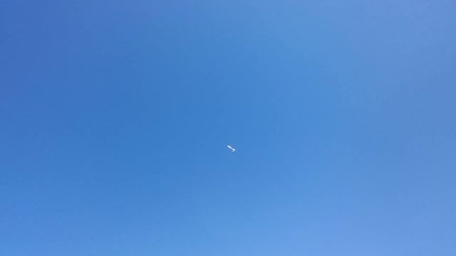Сирень молодая голубка