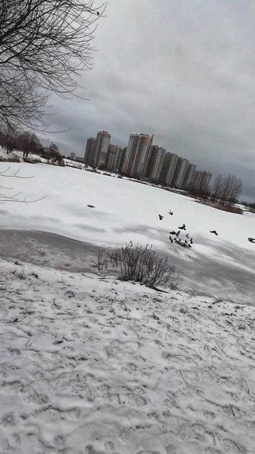 Где птицы пьют зимой