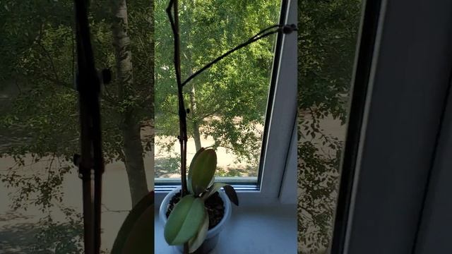 Как подросла Орхидея 🌺. "Не поливать, а поить😊,," ,прошу прощения 😉#shorts