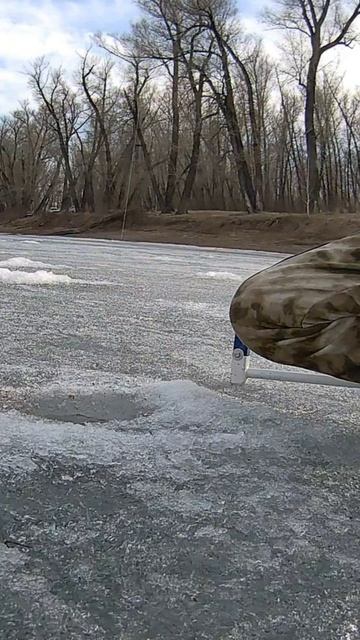 ...чёткая поклёвка#рыбалка2025