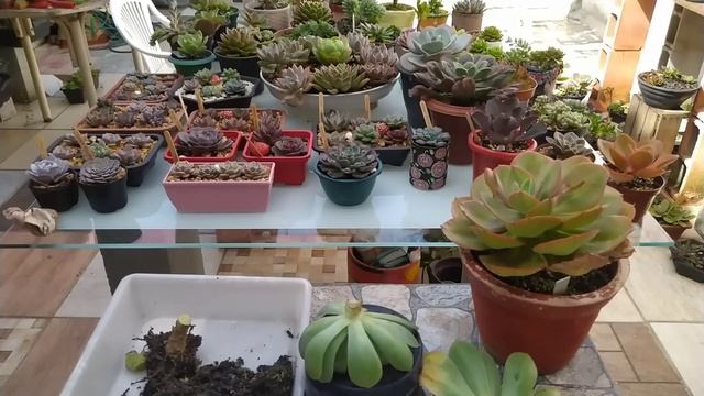 Suculentas Com Folhas Amarelas ou Caindo, "Dicas Como Salva elas"!.