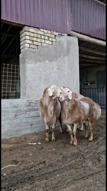 Кочкоры Арашан 🔥 #shorts #arashan #gissar #арашан #гиссар #овцы #бараны #sheep