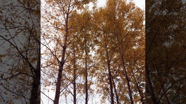 ОСЕНЬ  В НЕБЕ