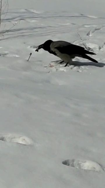 Ворона поймала мышь