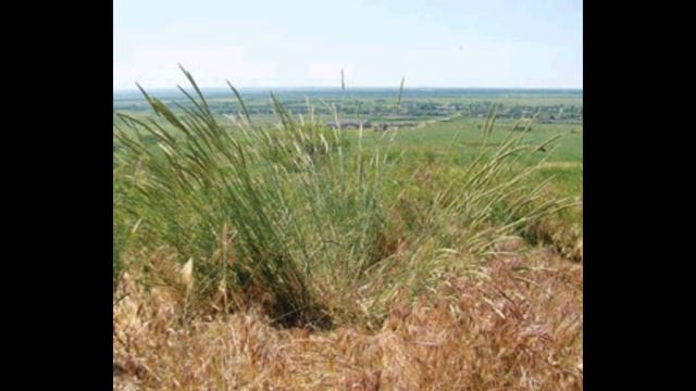Ламкоколосник Ситниковий   (Psathyróstachys júncea)