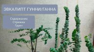 ЭВКАЛИПТ ГУННИ/ГАННА. Содержиние. Стрижка и какой выбрать грунт.