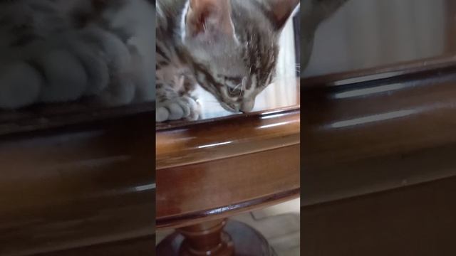 бенгальский котенок снежный минк 2 месяца