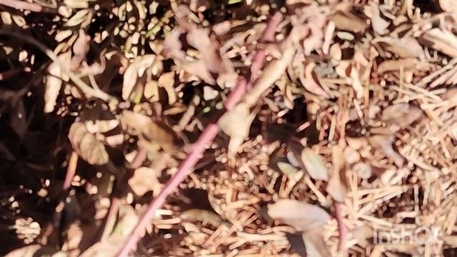 Весна. Сибирь. Небольшой обзор участка