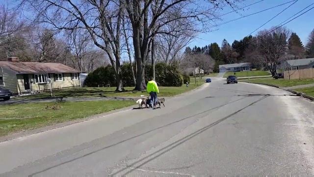 Pack leader dog walk