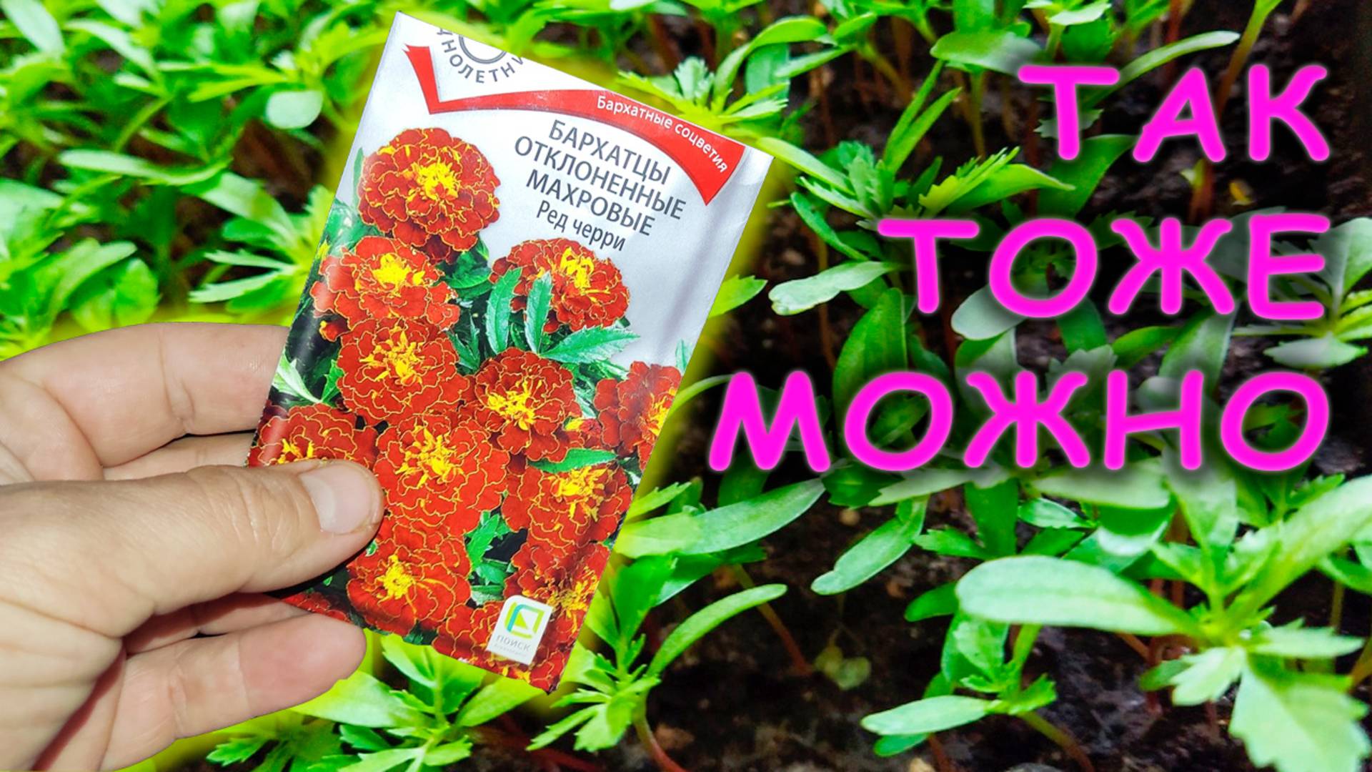 Теперь места для рассады хватает всем 🌼 Выращиваю мощную рассаду цветов 🌺 по новому