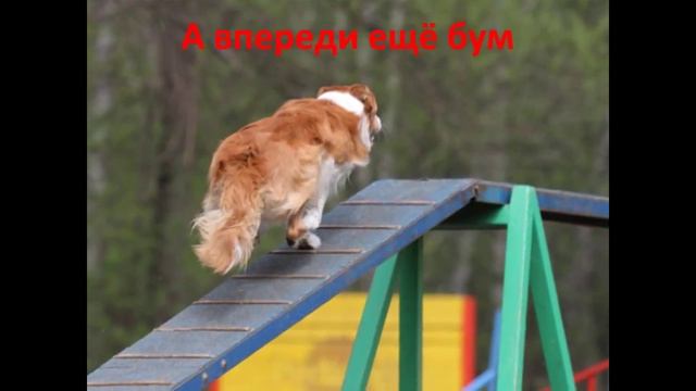 Пес-аджилитист.wmv