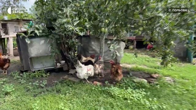 На Харківщині фельдшерка прийняла дві родини переселенців із гусями та шиншилами