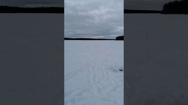 11.03.2025 г. Бомбический клев налима