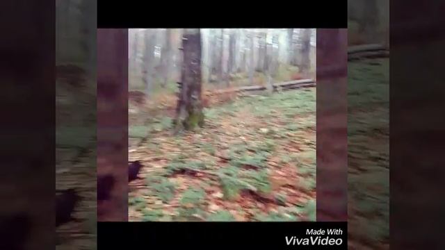 Прогулка по лесах села Волосянка
