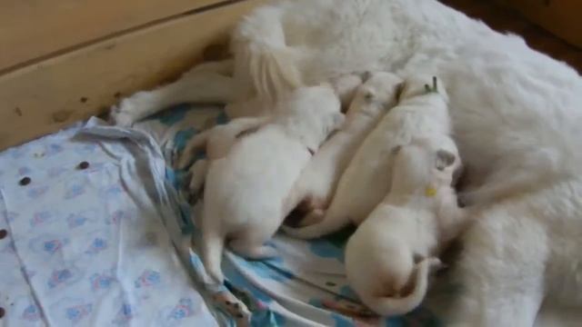 Щенки Туся Фриско 2 5 недельки д р 22 01 2015