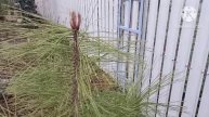 Южный сад в последний день марта. Обзорная экскурсия.