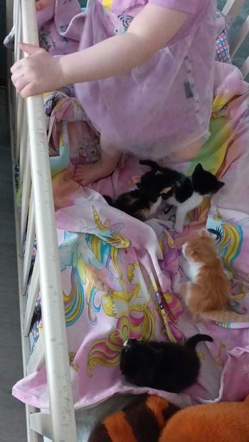 Очень мило:малышка Юня и котята😻🥹🫶!#дети#котята#котики#радость#рутюб