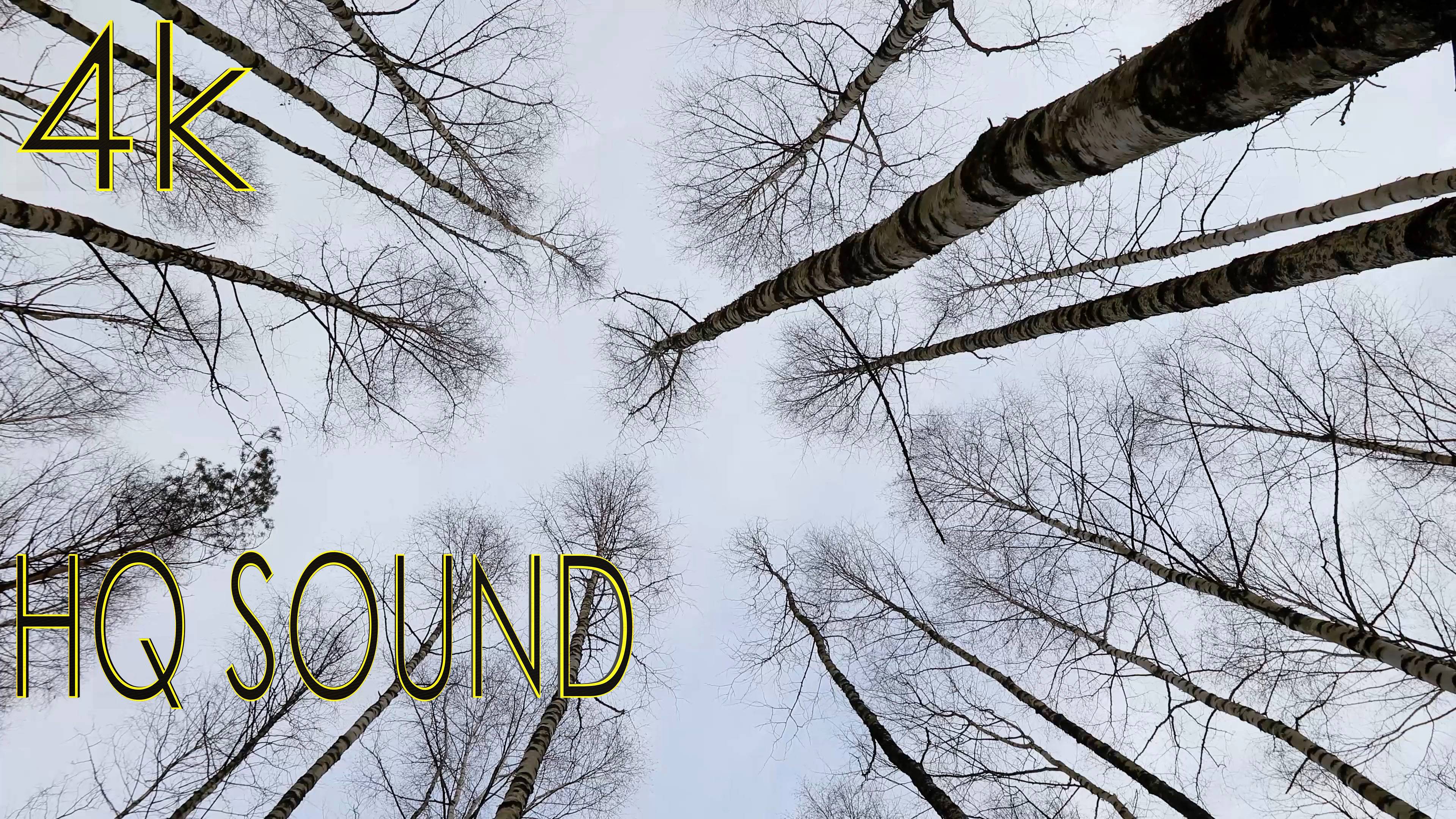 Шум берёзового леса на ветру (4K, HQ sound)