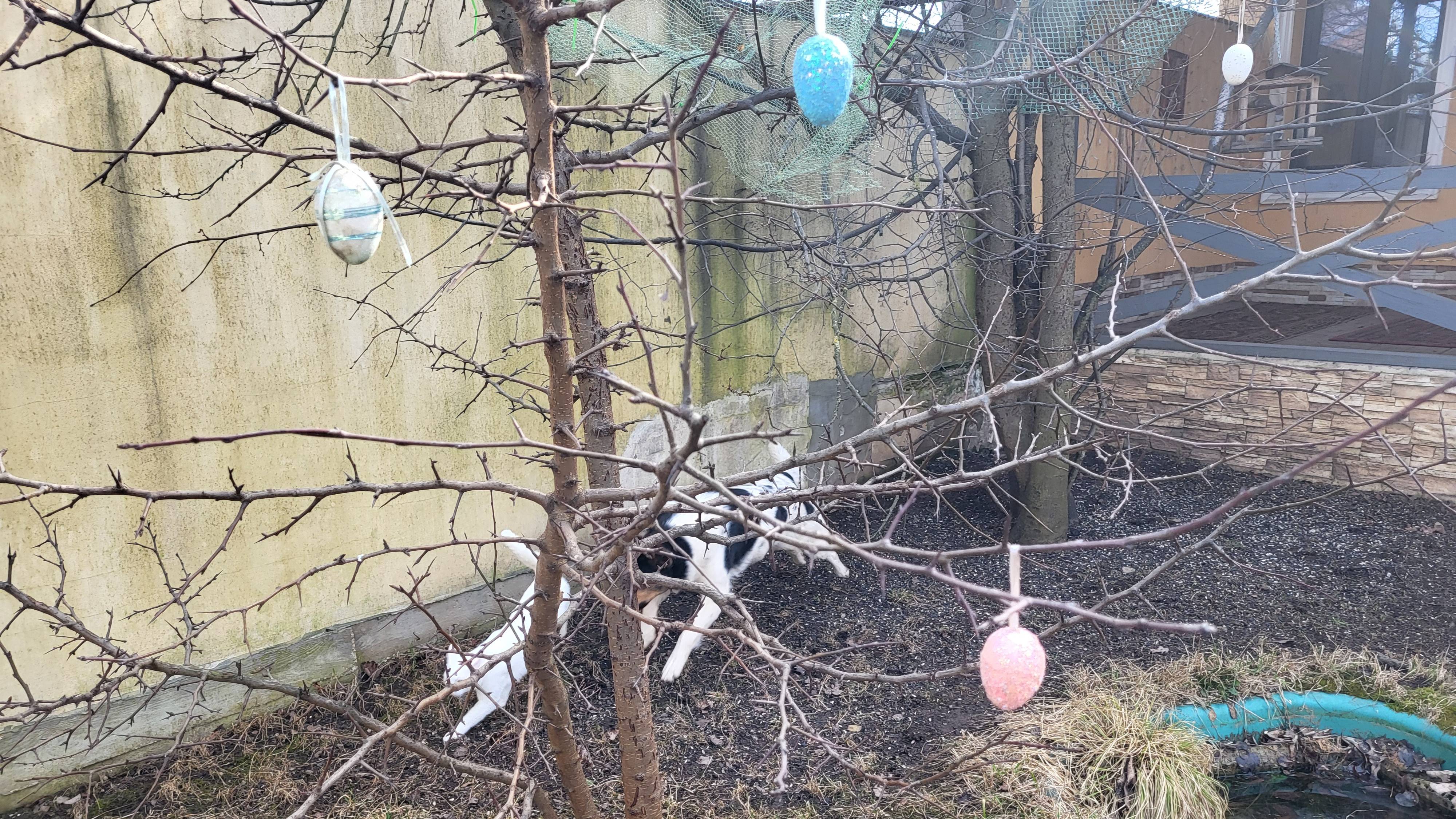 Весенний десант. Spring cat planting