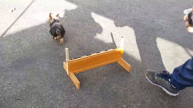 "Kitkat" Hurdle & Retrieve (2017-01-24)