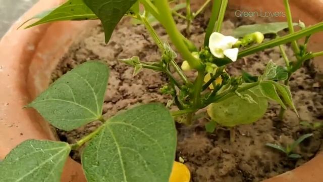 Growing French Beans at home in Container