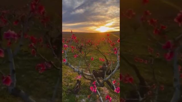 Стихи о любви | Выбор сердца  #стихиолюбви #моистихи #поэзия